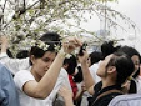 Nỗi buồn tại lễ hội hoa anh đ&agrave;o: Khi văn h&oacute;a l&agrave;ng x&atilde; v&agrave;o đ&ocirc; thị