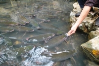 Trịnh Viết To&agrave;n, Trần Minh Hường. Sức &aacute;m ảnh của huyền thoại trong đời sống đương đại