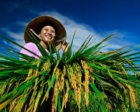 H&agrave; Thị Th&ugrave;y Dương. B&agrave;n th&ecirc;m về c&aacute;c gi&aacute; trị văn h&oacute;a tinh thần truyền thống của Việt Nam