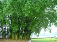 Phạm Huy Kỳ. Vấn đề n&acirc;ng cao sức mạnh mềm văn ho&aacute; ở Việt Nam hiện nay