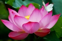 Nguyễn Văn Hậu. Về t&iacute;nh h&igrave;nh tượng v&agrave; t&iacute;nh biểu tượng trong t&aacute;c phẩm văn h&oacute;a - nghệ thuật