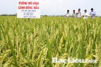 Nguyễn Đức Truyền. M&ocirc; h&igrave;nh văn h&oacute;a của c&aacute;c nh&oacute;m n&ocirc;ng d&acirc;n Bắc Bộ v&agrave; sự tiếp cận kinh tế thị trường