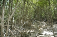 Đinh Thị Dung. T&acirc;y Nam Bộ với tư c&aacute;ch l&agrave; một v&ugrave;ng văn h&oacute;a v&agrave; c&aacute;c tiểu v&ugrave;ng của n&oacute;